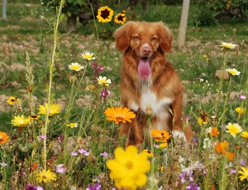 LA ALIMENTACIÓN DE LOS PERROS ACTUALES Y SUS ANCESTROS