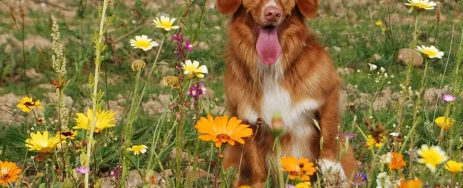 La alimentacion de los perros actuales y sus ancestros