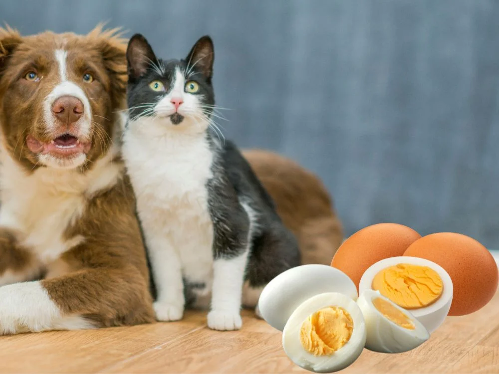 ¿Pueden los perros y los gatos comer huevo?
