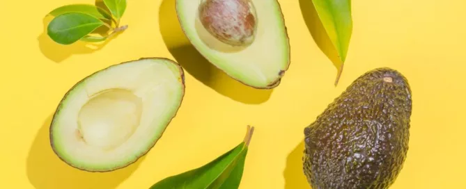 El Aguacate y los perros - Le puedo dar aguacate a mi perro