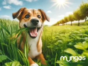 Suplementos, vitaminas, Galletas y Snacks saludables para perros y gatos - Productos funcionales y saludables - mungos.co ¡Hola, amigos amantes de los perros! Hoy vamos a sumergirnos en un tema que seguro ha despertado la curiosidad de muchos: ¿por qué nuestros peludos amigos a veces se empeñan en comer pasto? Este comportamiento, aunque común, ha intrigado a dueños y científicos por igual. Así que, ¡vamos a descubrirlo juntos!
