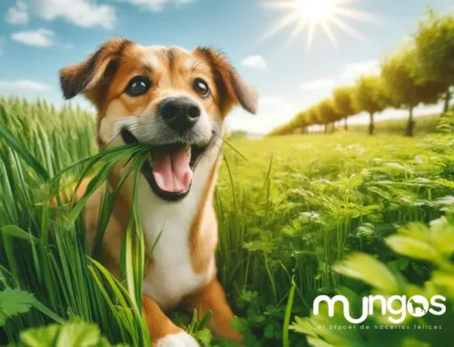 ¿Por Qué Los Perros Comen Pasto?  La Ciencia Detrás del Misterio y el Papel de los Probióticos – 2024
